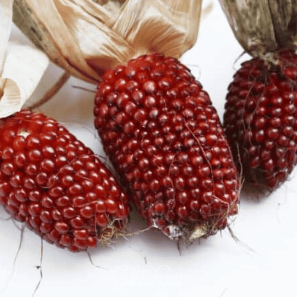 Strawberry Corn – 30 Seeds | Heirloom Boulevard
