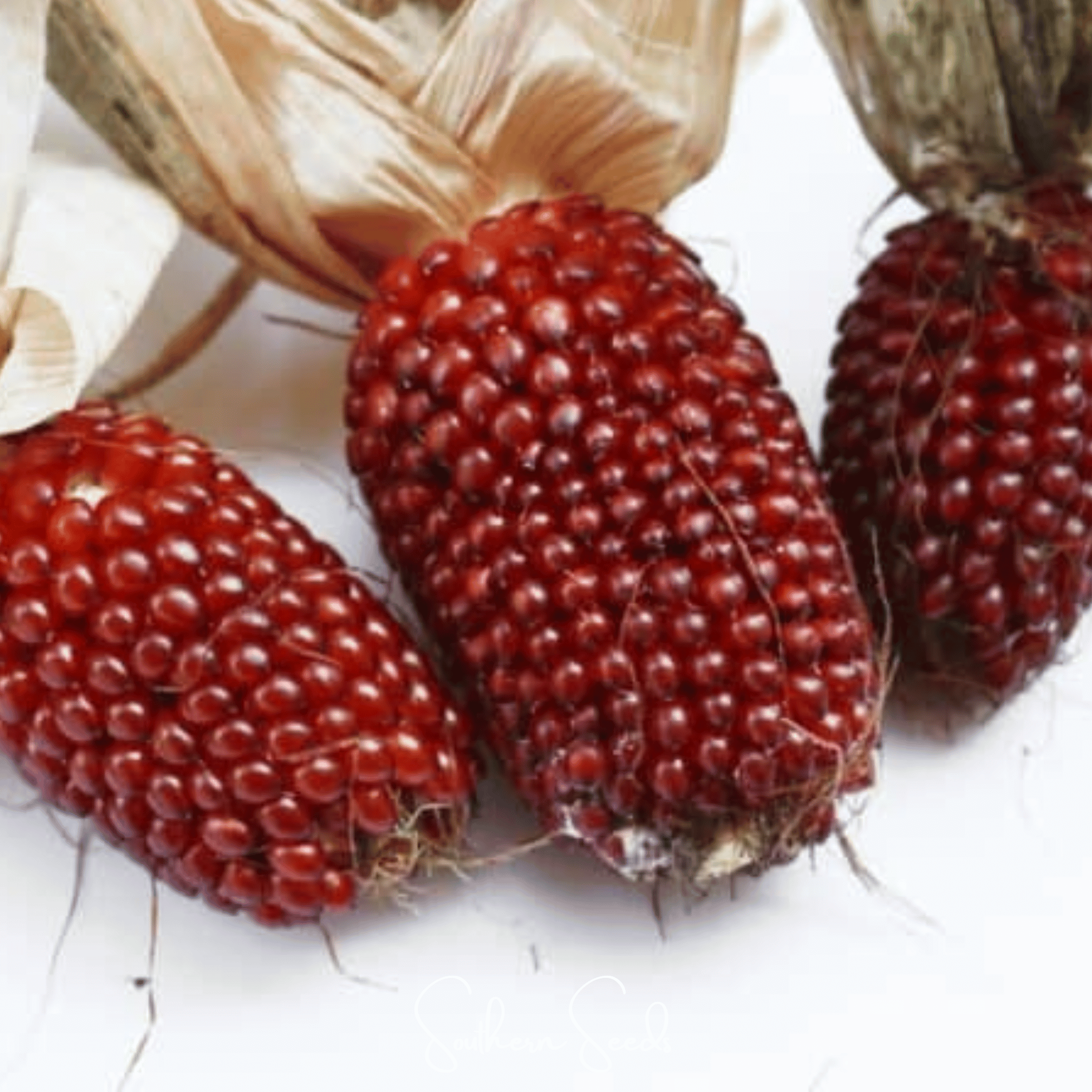 Strawberry Corn – 30 Seeds | Heirloom Boulevard