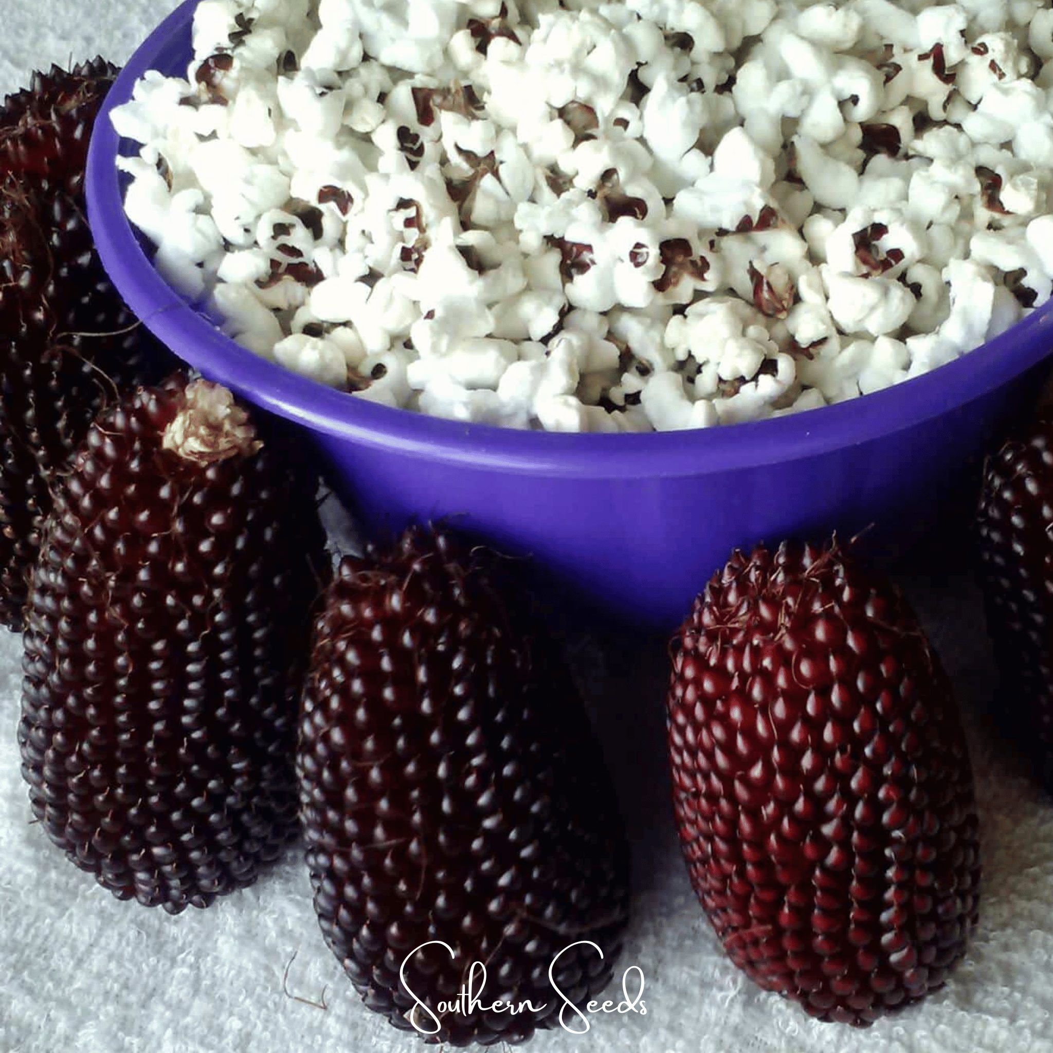 Strawberry Corn – 30 Seeds | Heirloom Boulevard