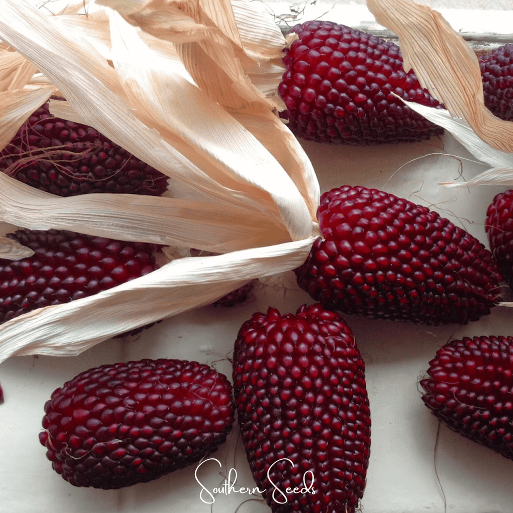 Strawberry Corn – 30 Seeds | Heirloom Boulevard
