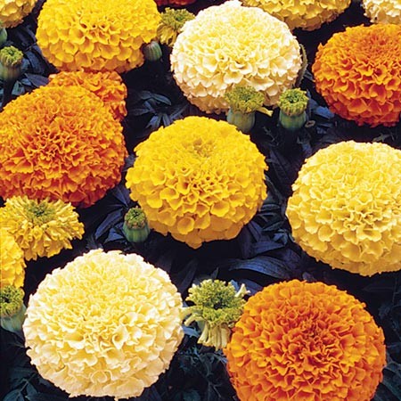 Seattle Seed Company Marigold - Crackerjack | Heirloom Boulevard