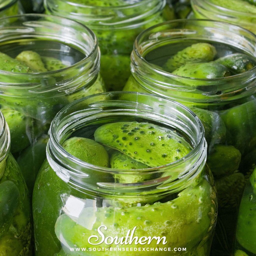 Southern Seeds Boston Pickling Cucumber – 30 Seeds | Heirloom Boulevard
