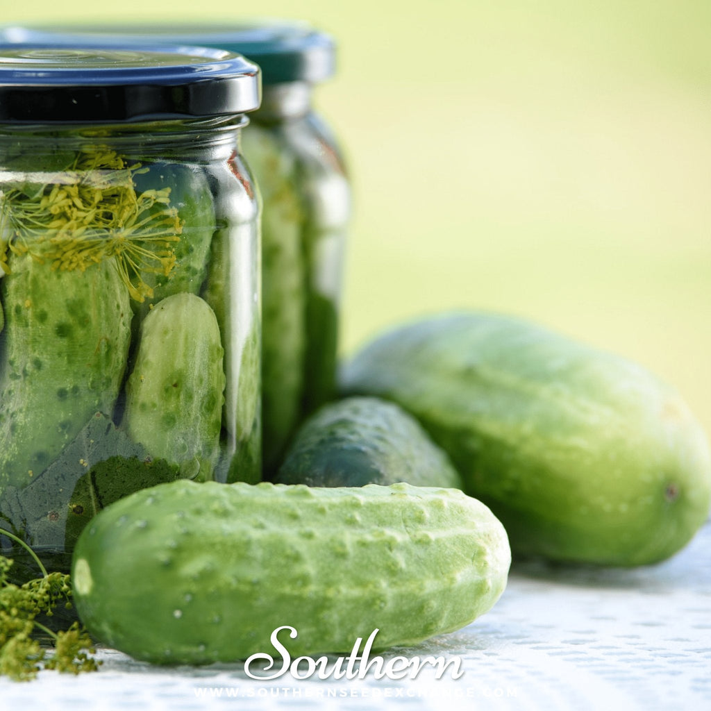 Southern Seeds Boston Pickling Cucumber – 30 Seeds | Heirloom Boulevard