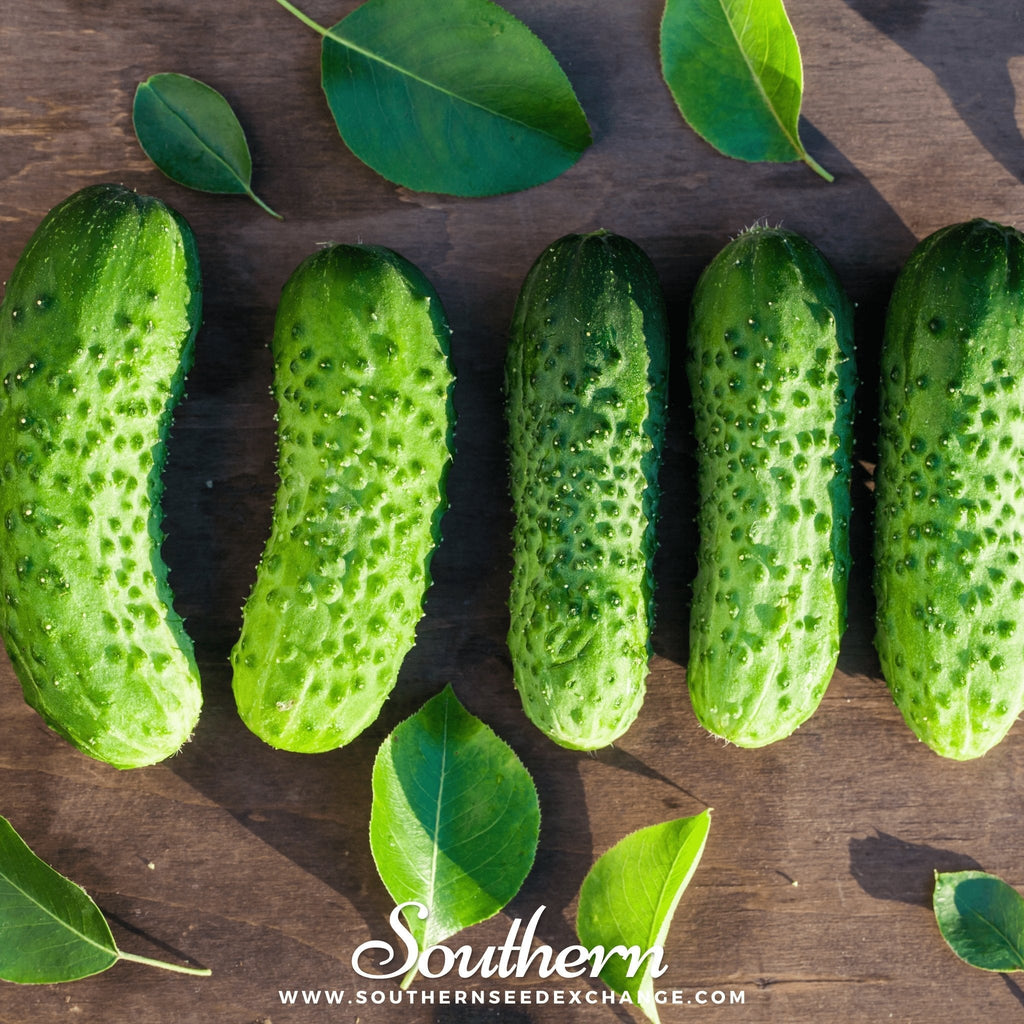 Southern Seeds Boston Pickling Cucumber – 30 Seeds | Heirloom Boulevard