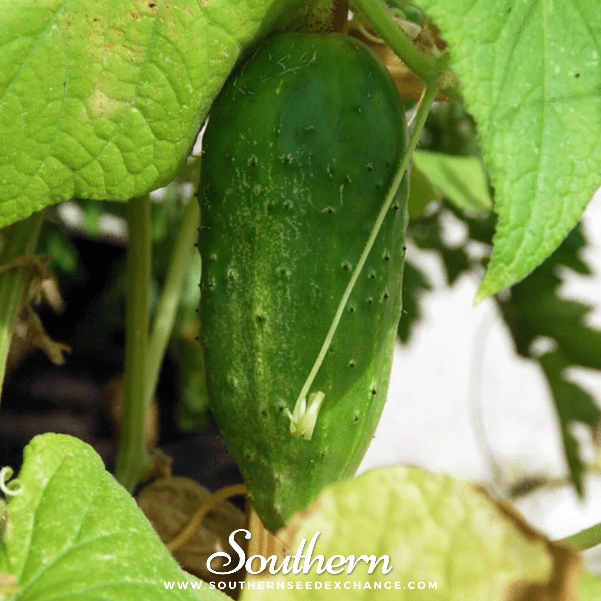 Southern Seeds Boston Pickling Cucumber – 30 Seeds | Heirloom Boulevard