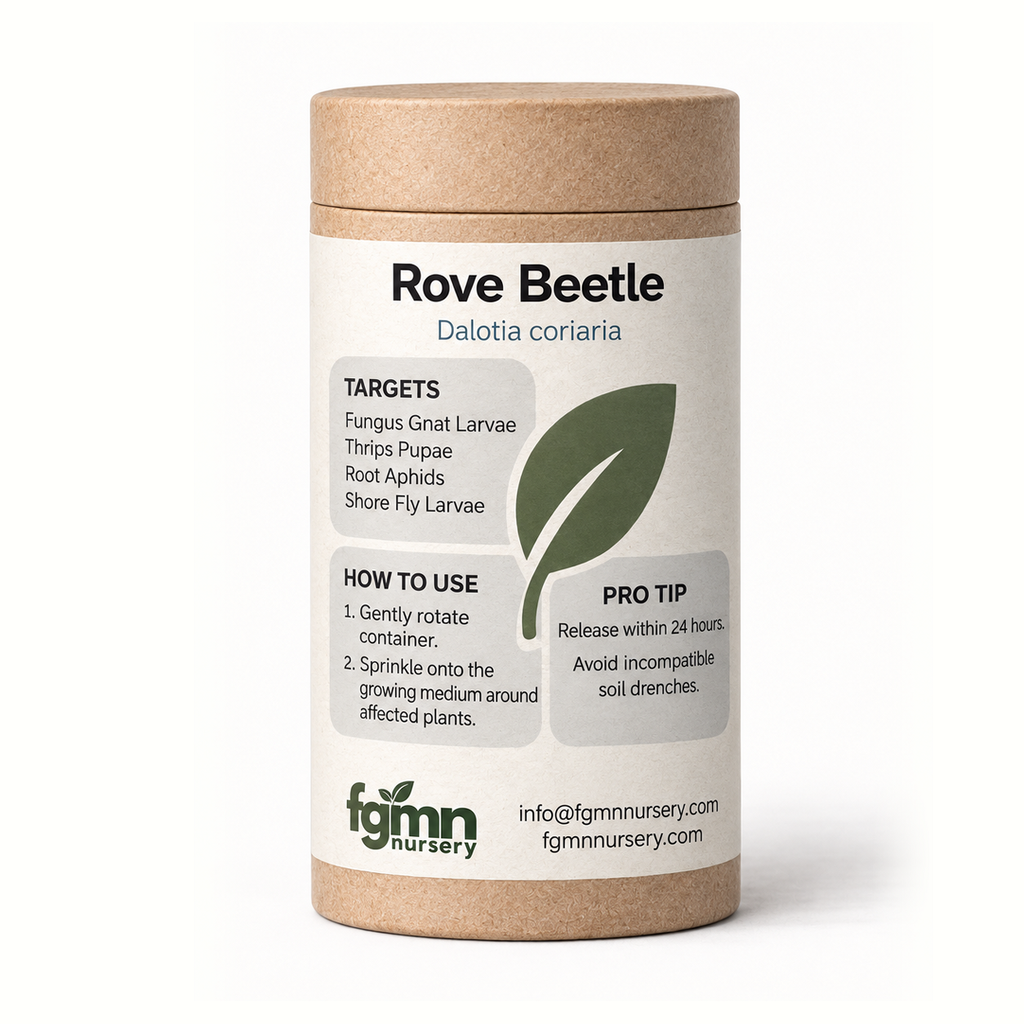 FGMN Nursery Dalotia coriaria - Rove Beetle | Heirloom Boulevard