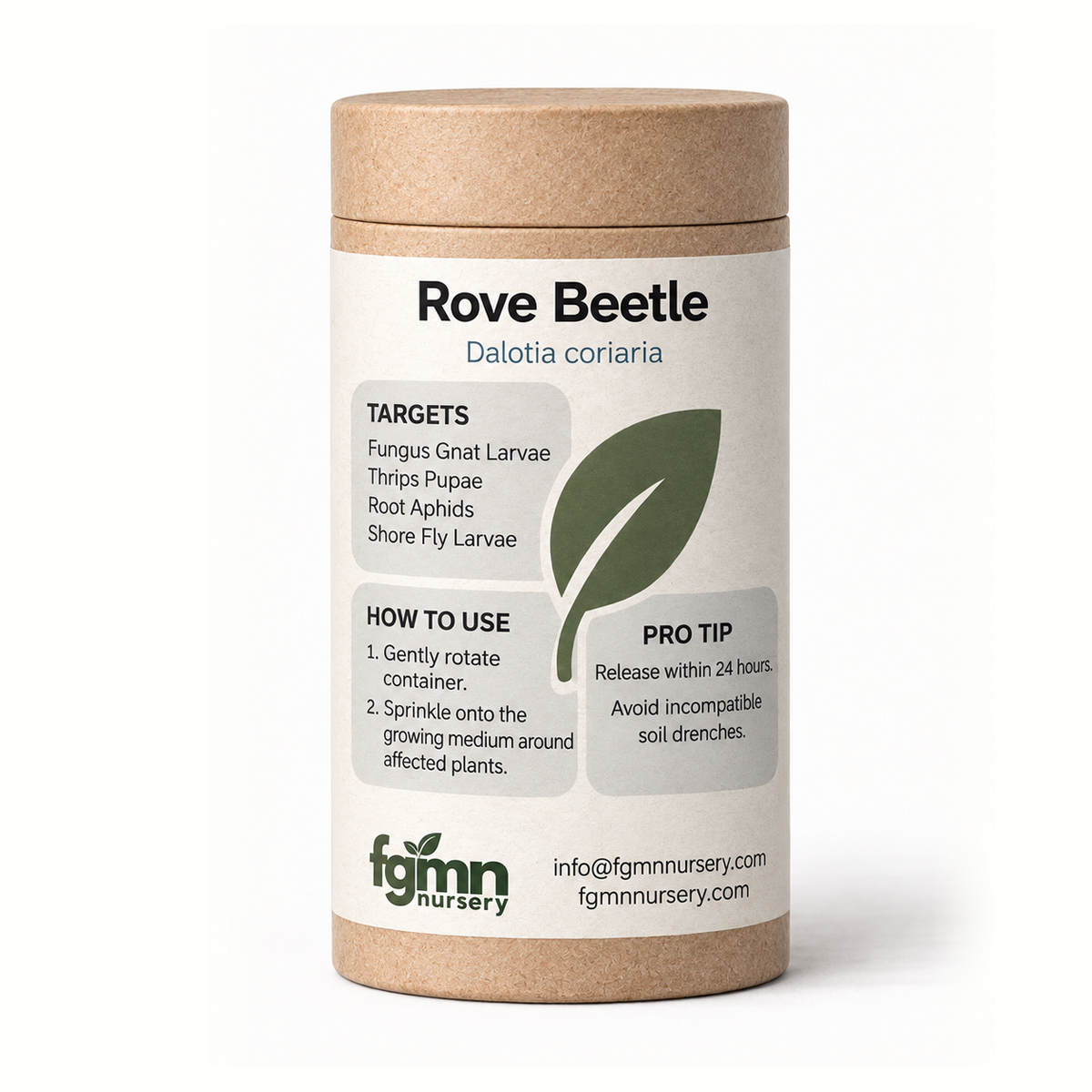 FGMN Nursery Dalotia coriaria - Rove Beetle | Heirloom Boulevard