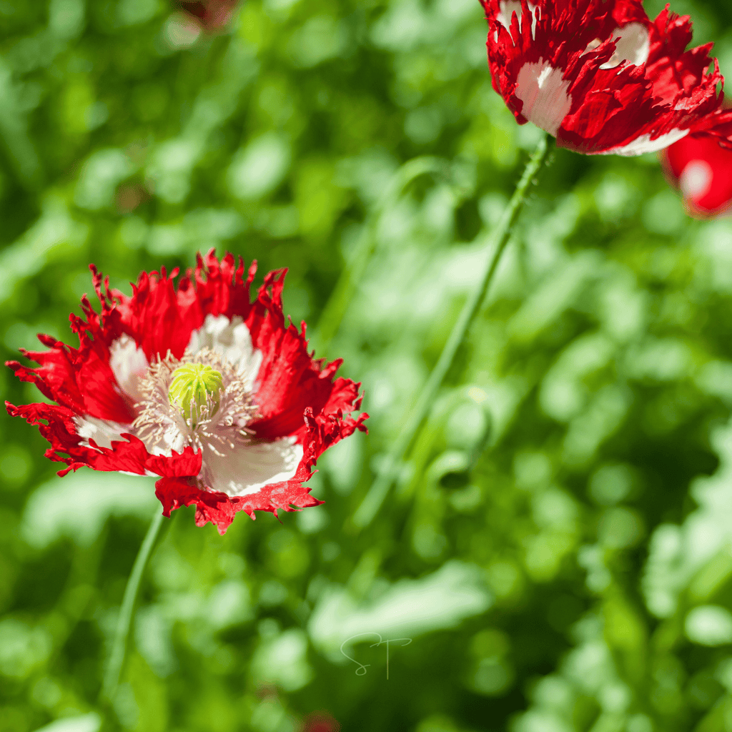 Southern Seeds Danish Flag Poppy – 100 Seeds | Heirloom Boulevard
