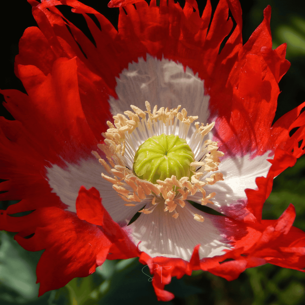 Southern Seeds Danish Flag Poppy – 100 Seeds | Heirloom Boulevard