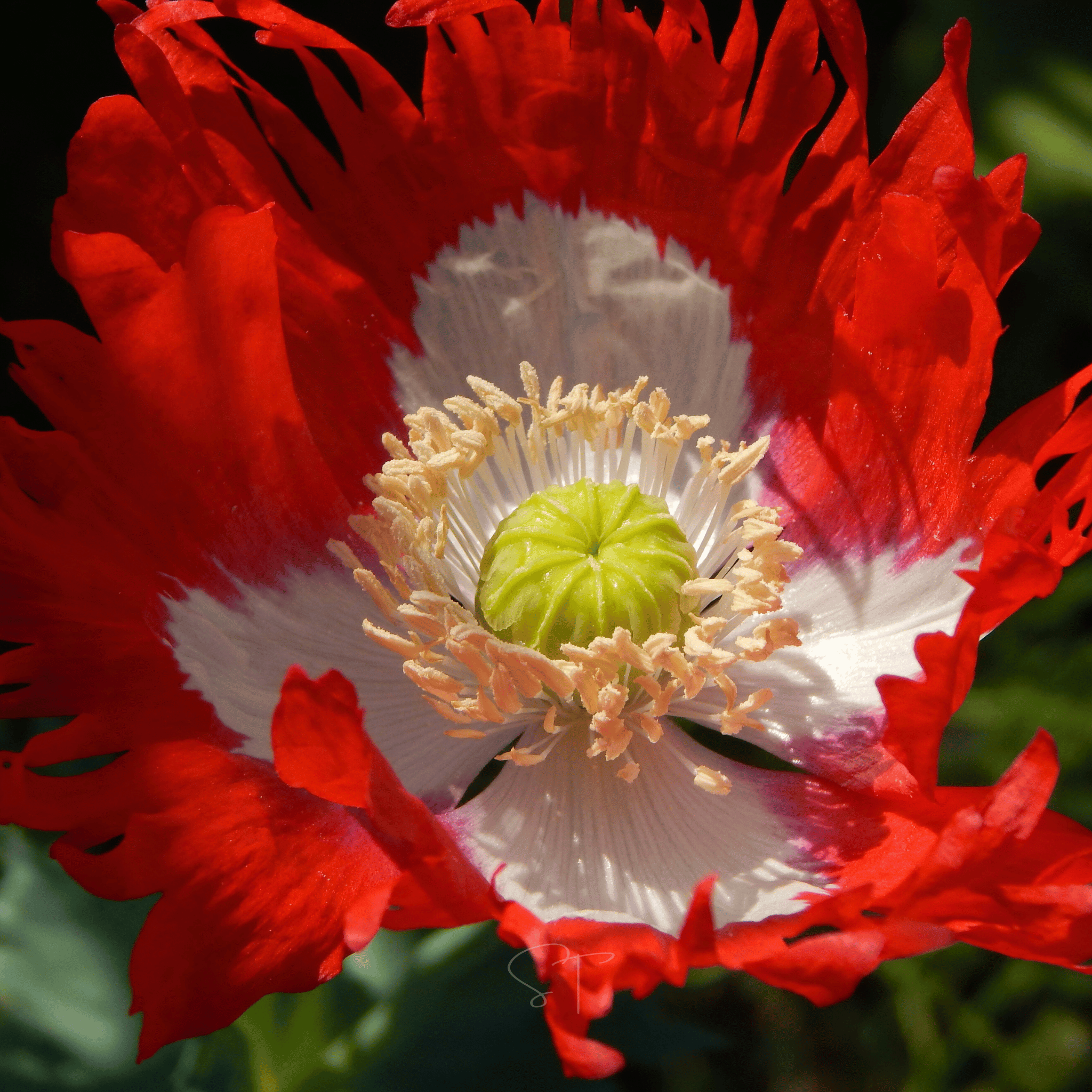 Southern Seeds Danish Flag Poppy – 100 Seeds | Heirloom Boulevard