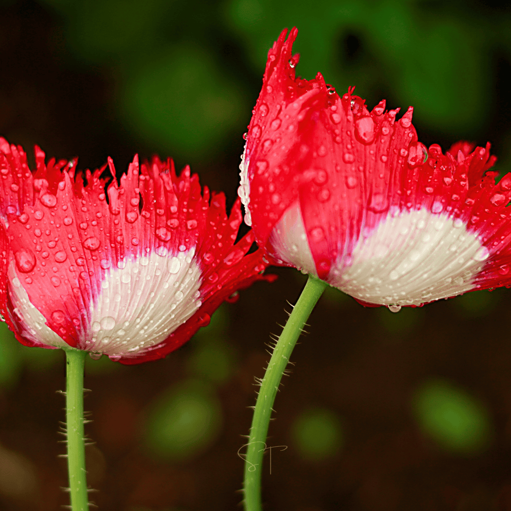Southern Seeds Danish Flag Poppy – 100 Seeds | Heirloom Boulevard
