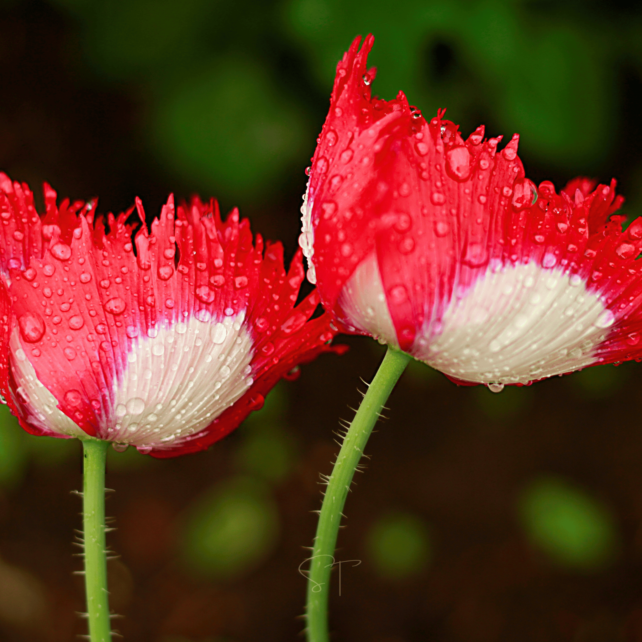 Southern Seeds Danish Flag Poppy – 100 Seeds | Heirloom Boulevard
