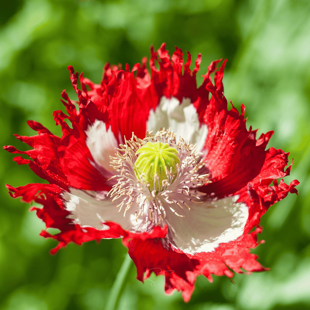 Southern Seeds Danish Flag Poppy – 100 Seeds | Heirloom Boulevard