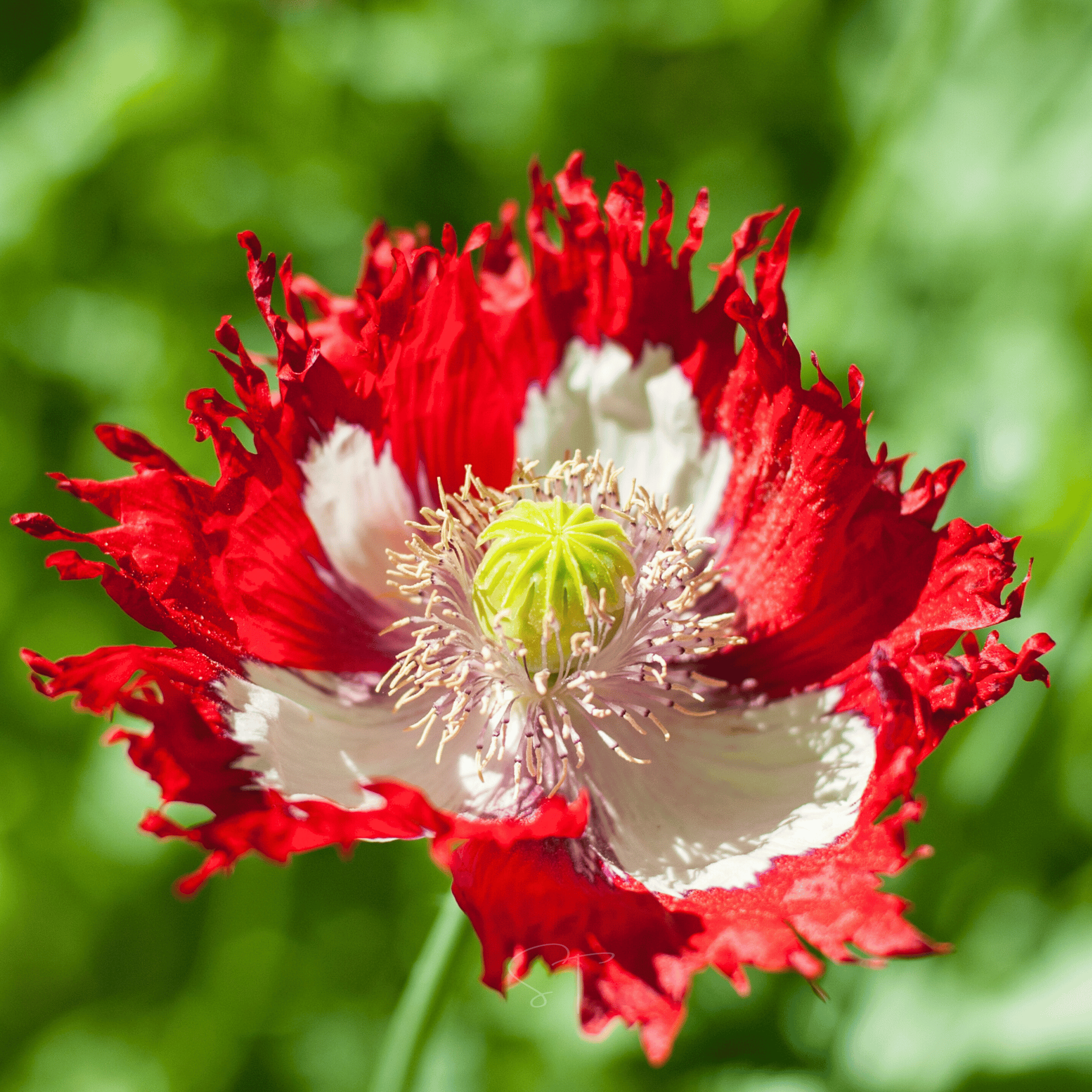 Southern Seeds Danish Flag Poppy – 100 Seeds | Heirloom Boulevard
