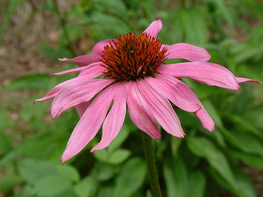 Seattle Seed Company Echinacea Purpurea | Heirloom Boulevard