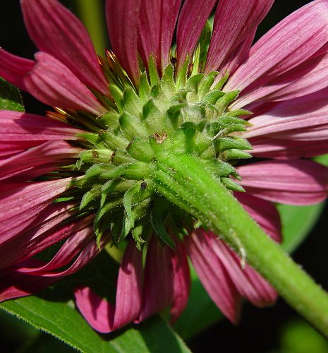 Seattle Seed Company Echinacea Purpurea | Heirloom Boulevard