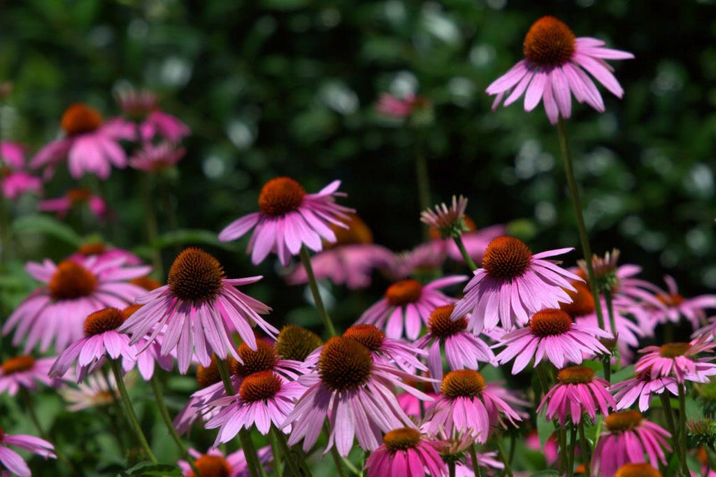 Seattle Seed Company Echinacea Purpurea | Heirloom Boulevard