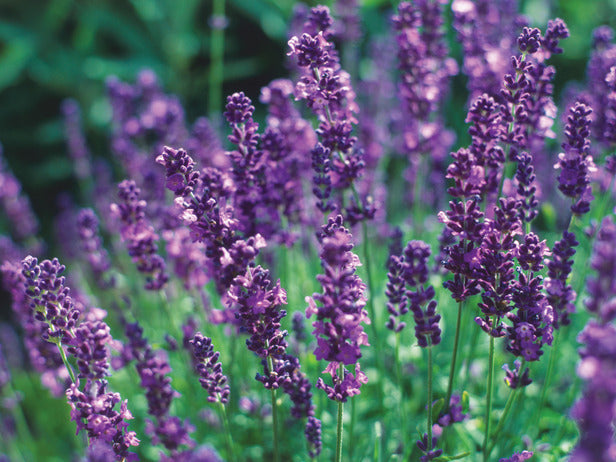 Seattle Seed Company Lavender - English | Heirloom Boulevard