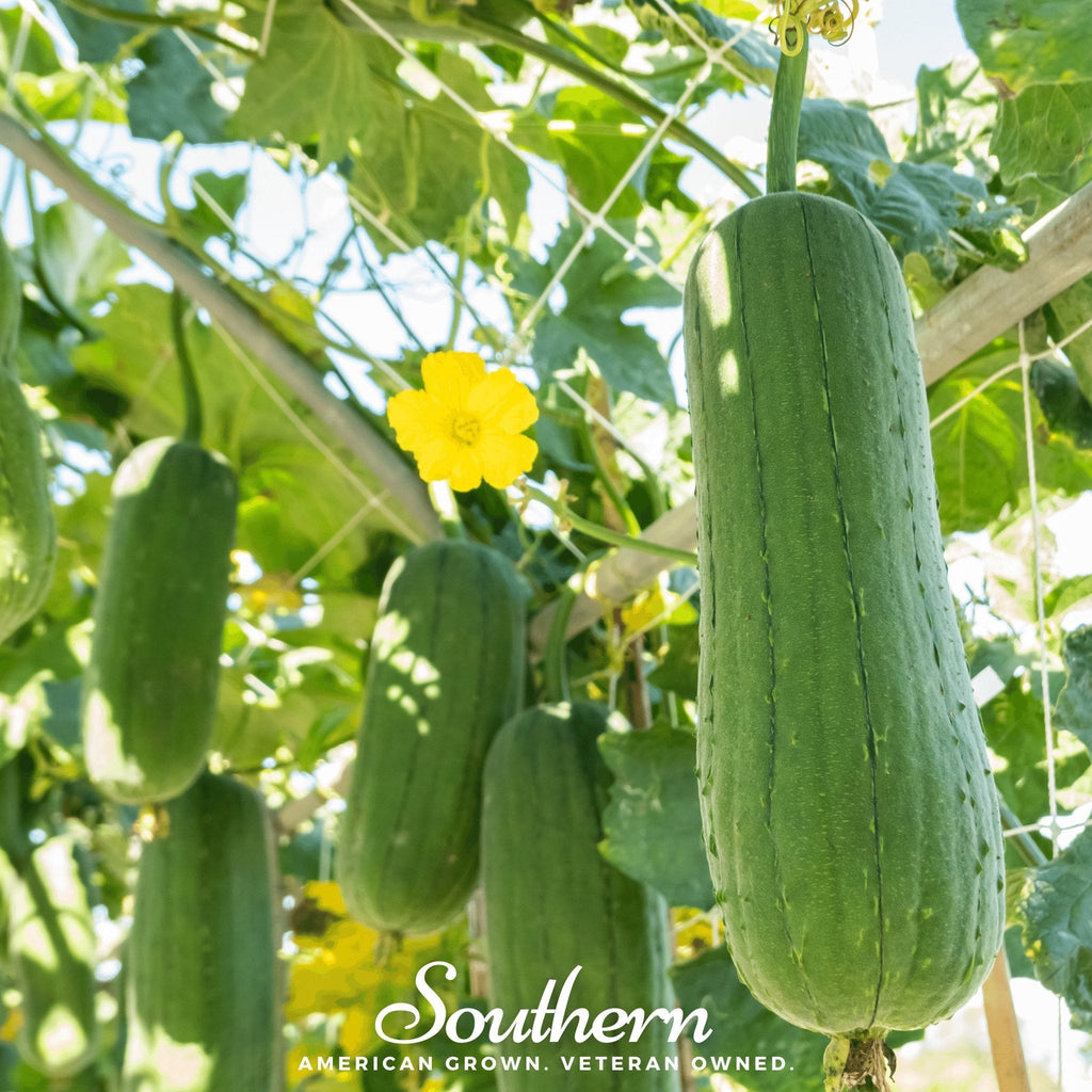 Southern Seeds Luffa Gourd – 20 Seeds | Heirloom Boulevard