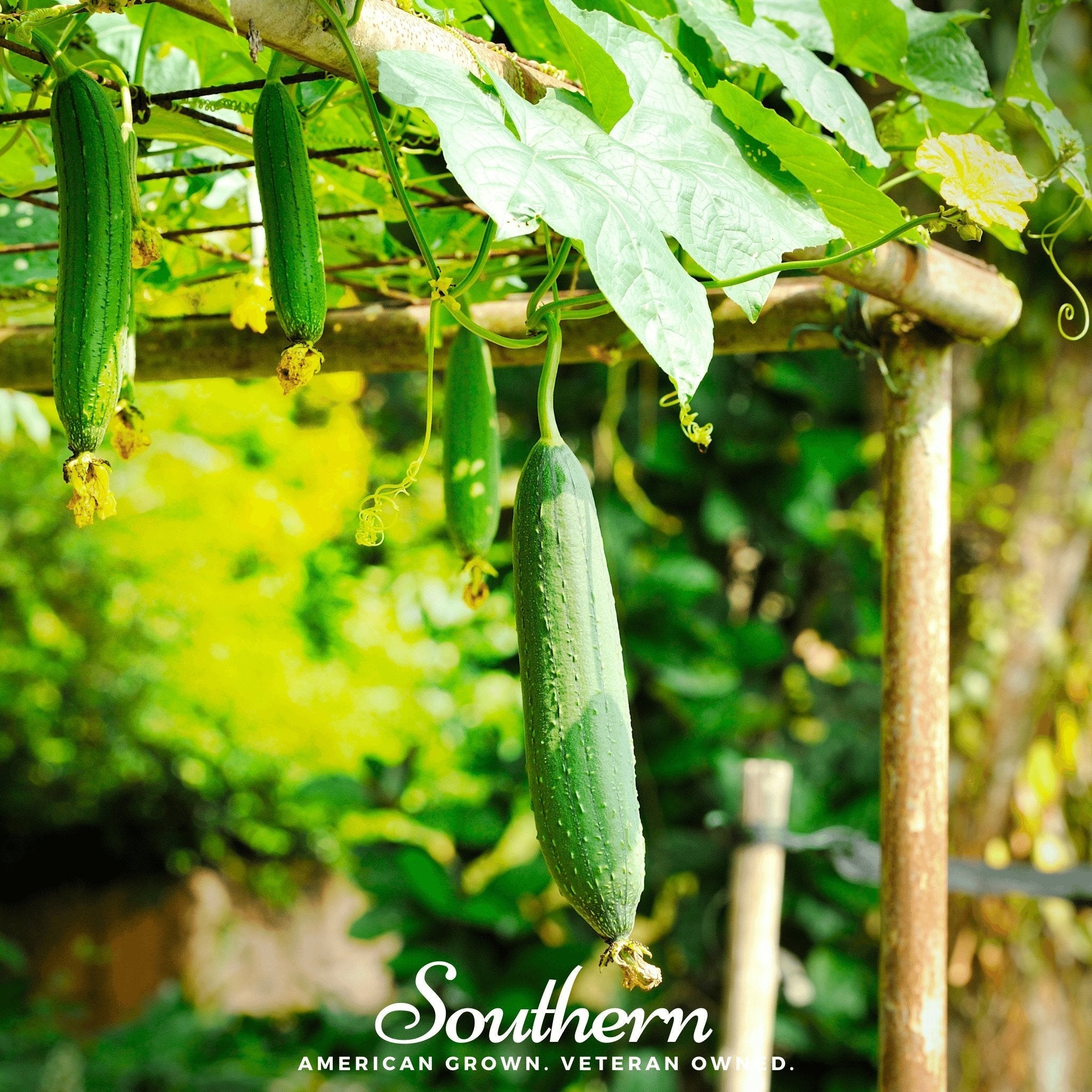 Southern Seeds Luffa Gourd – 20 Seeds | Heirloom Boulevard