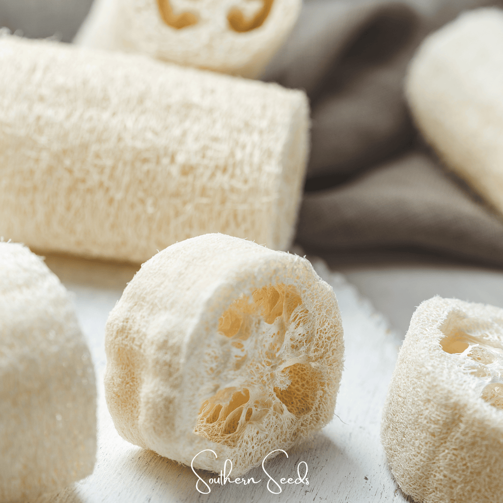 Southern Seeds Luffa Gourd – 20 Seeds | Heirloom Boulevard