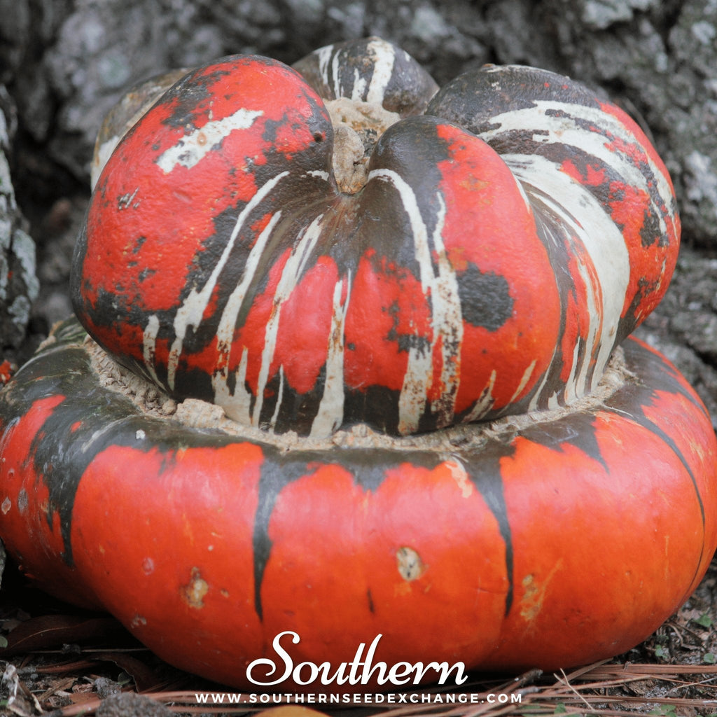 Turks Turban Gourd – 10 Seeds | Heirloom Boulevard
