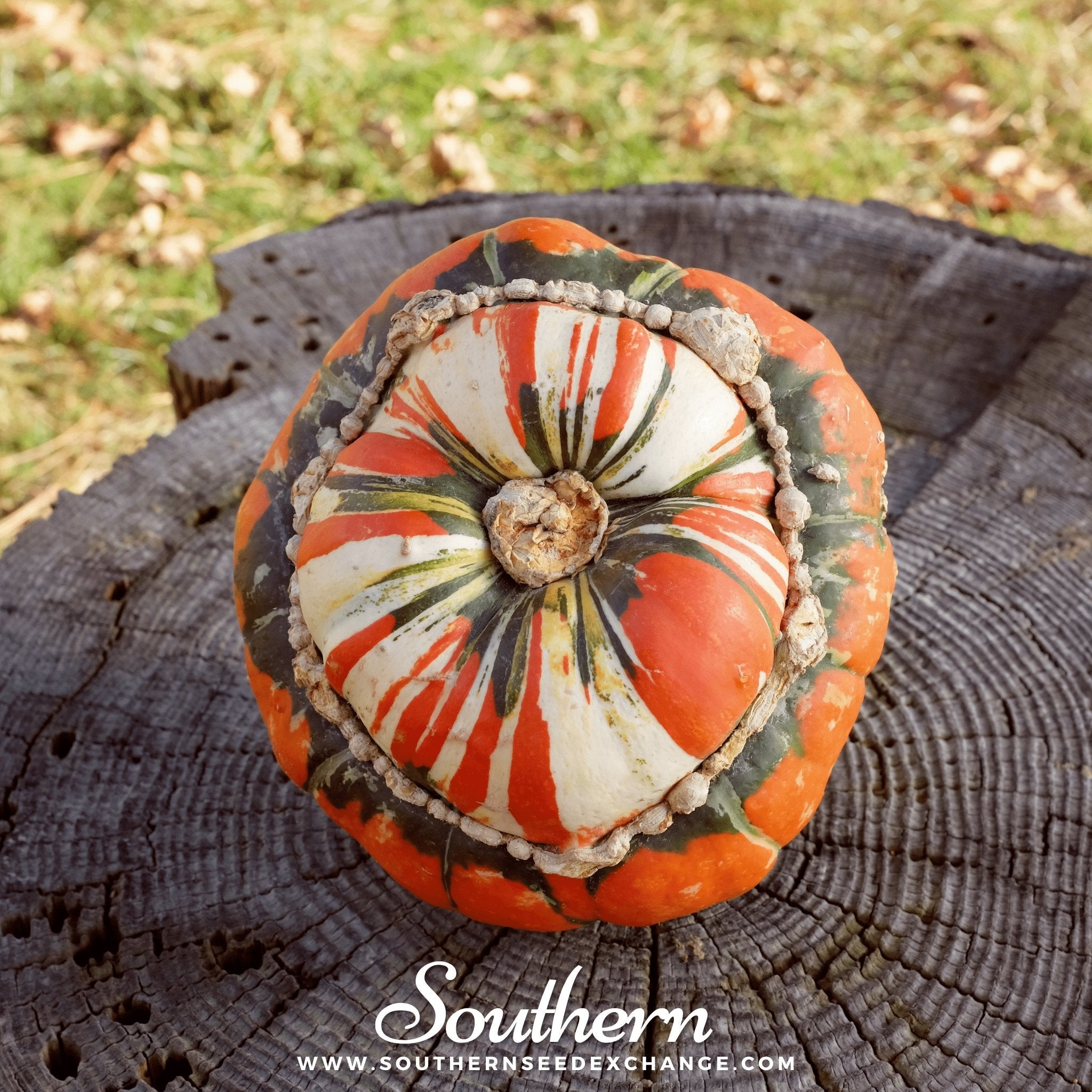 Turks Turban Gourd – 10 Seeds | Heirloom Boulevard