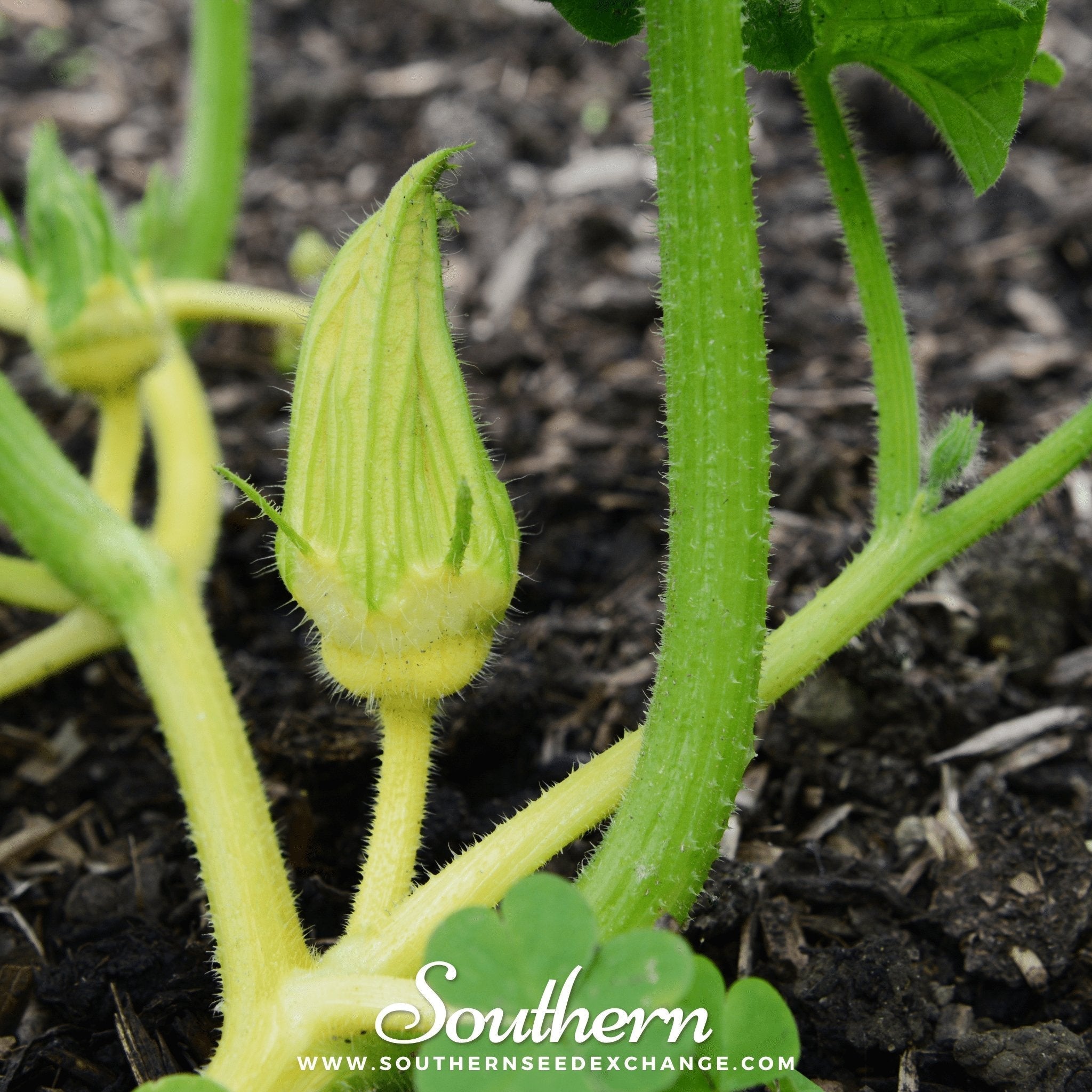 Turks Turban Gourd – 10 Seeds | Heirloom Boulevard