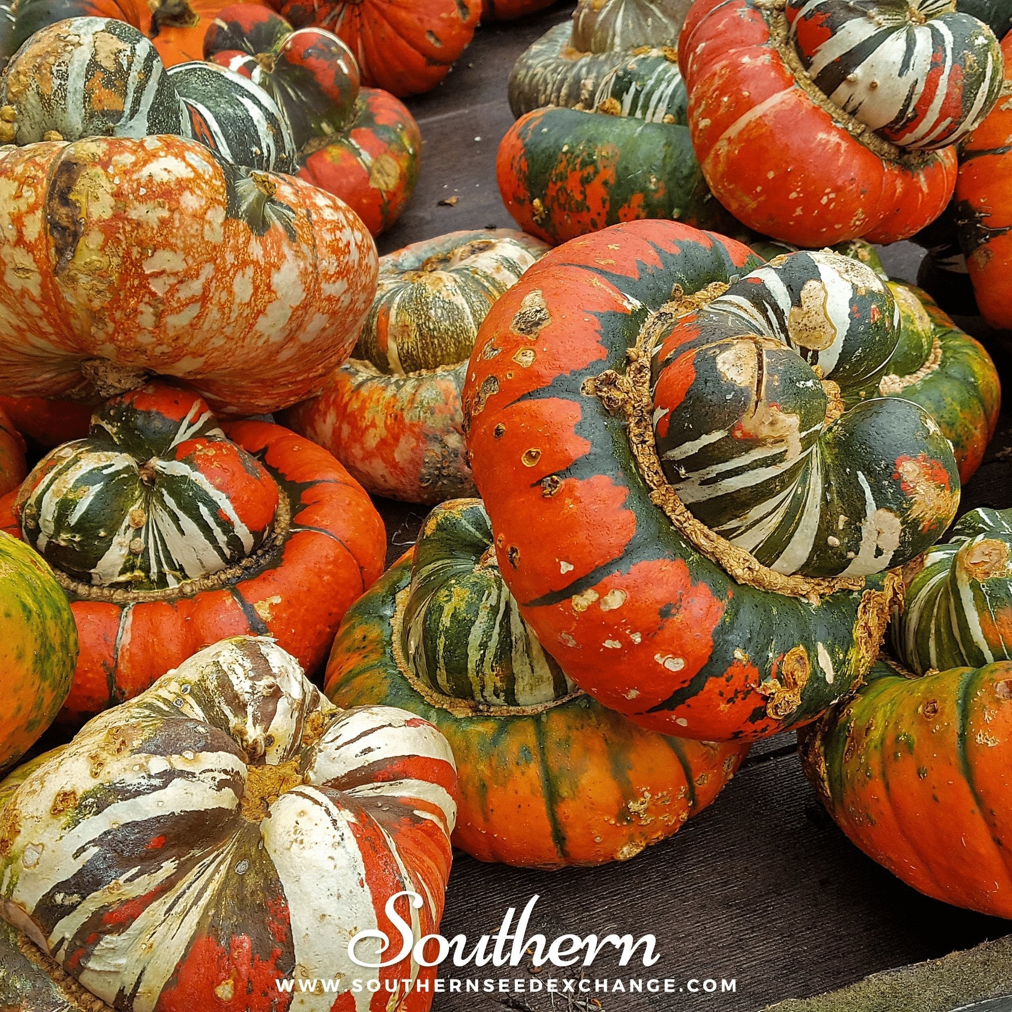 Turks Turban Gourd – 10 Seeds | Heirloom Boulevard
