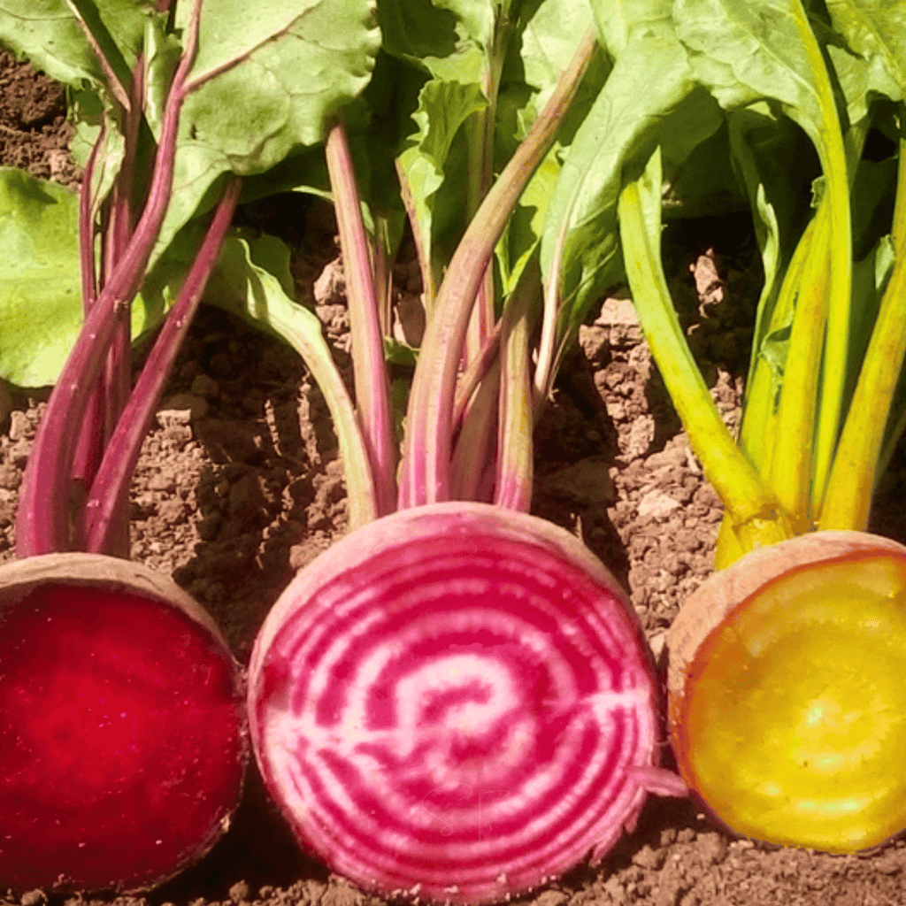 Southern Seeds Gourmet Blend Beet – 50 Seeds | Heirloom Boulevard