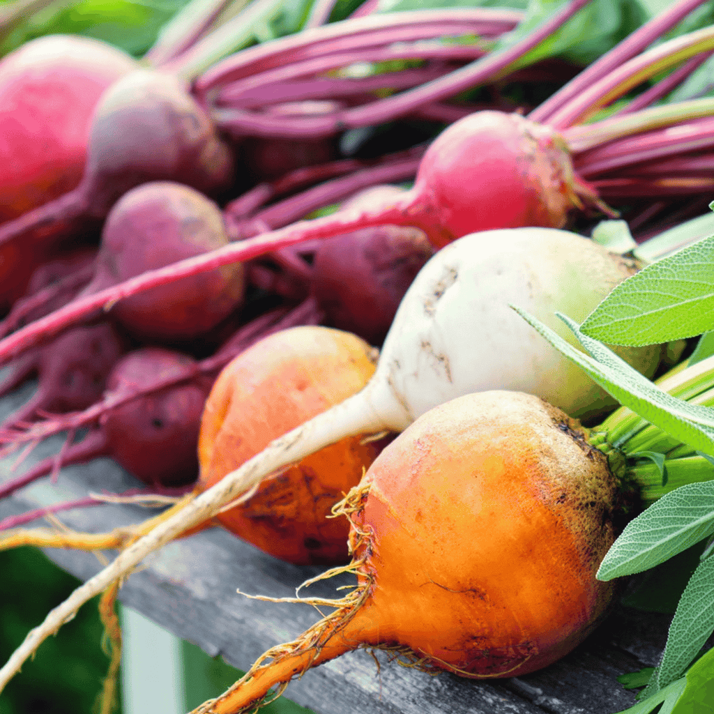 Southern Seeds Gourmet Blend Beet – 50 Seeds | Heirloom Boulevard