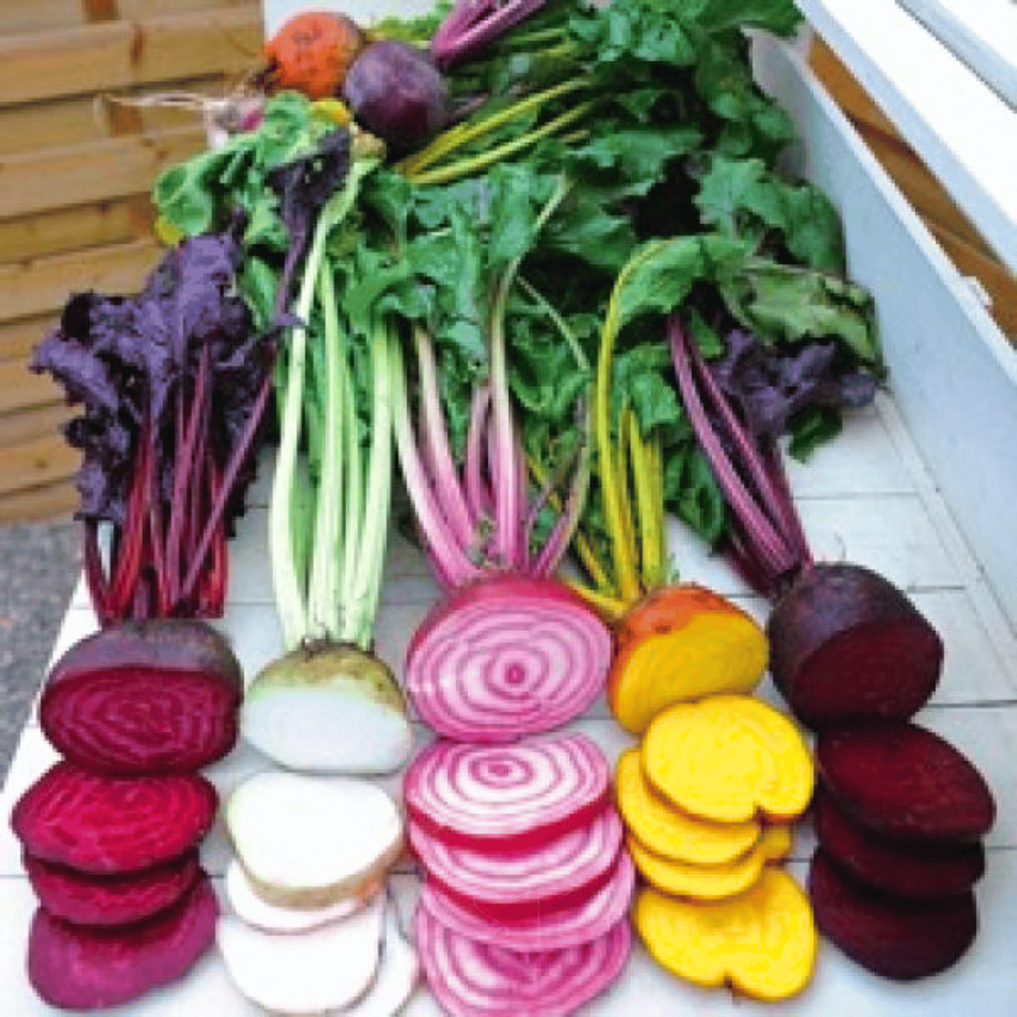 Southern Seeds Gourmet Blend Beet – 50 Seeds | Heirloom Boulevard