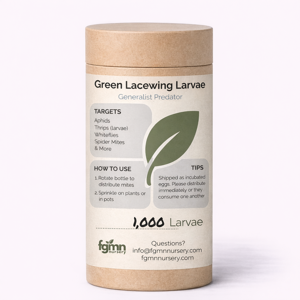 FGMN Nursery Green Lacewing Larvae | Heirloom Boulevard