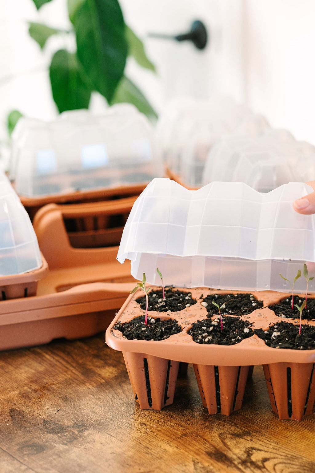 GreenStalk Garden Seed Starter Kit with Domes Classic Terracotta | Heirloom Boulevard