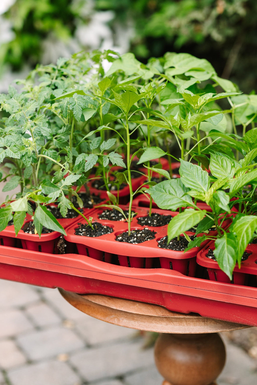 GreenStalk Garden Seed Starter Kit with Domes Tomato | Heirloom Boulevard