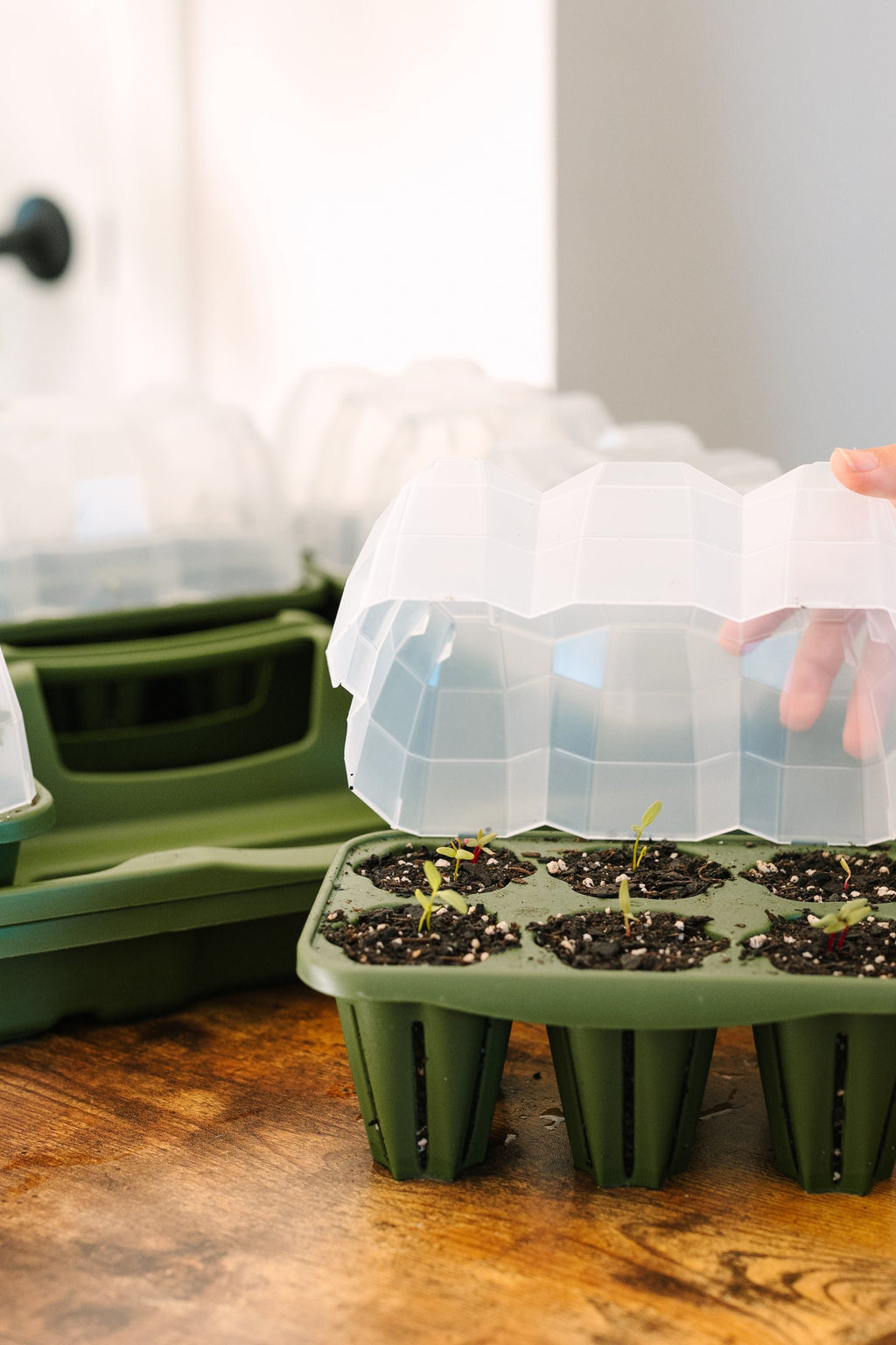 GreenStalk Garden Seed Starter Kit with Domes Evergreen | Heirloom Boulevard