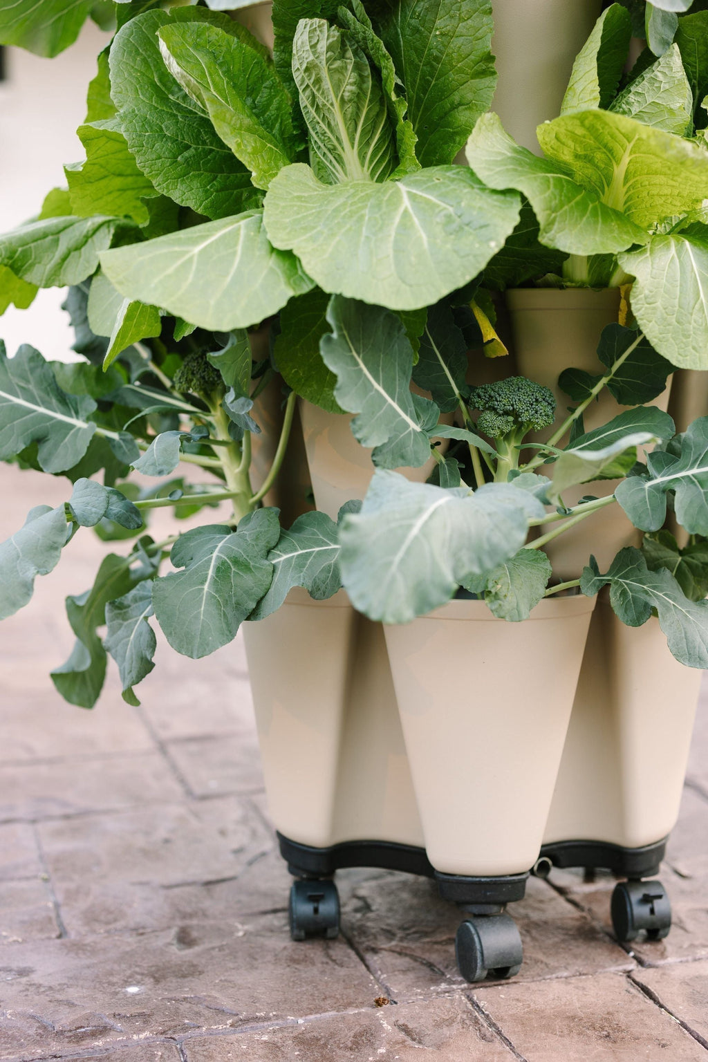 GreenStalk Garden Mover | Heirloom Boulevard