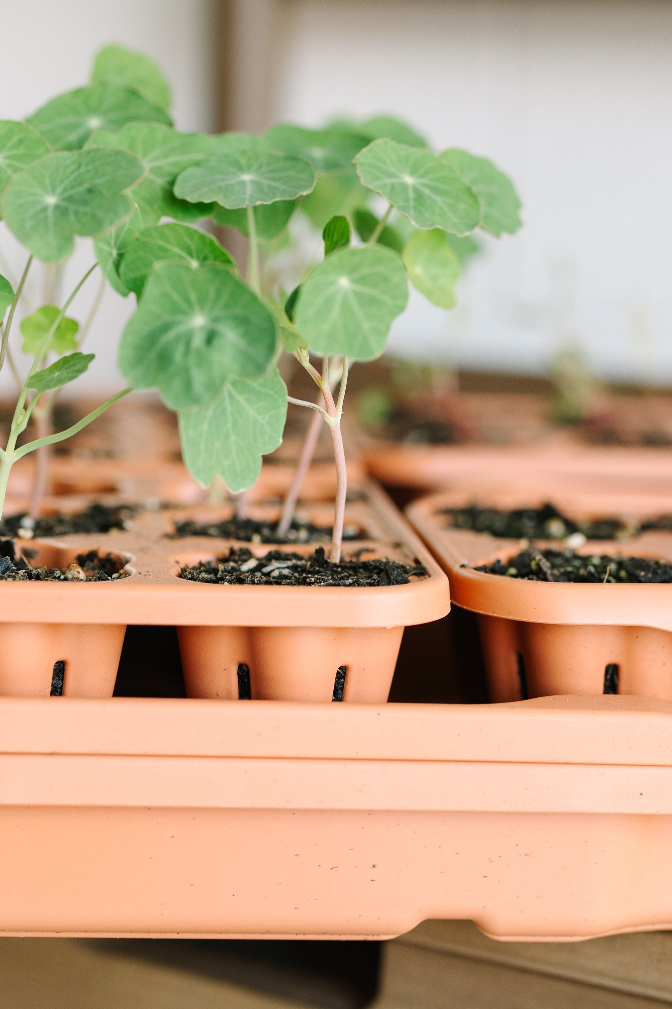 GreenStalk Garden Seed Starter Kit with Domes | Heirloom Boulevard