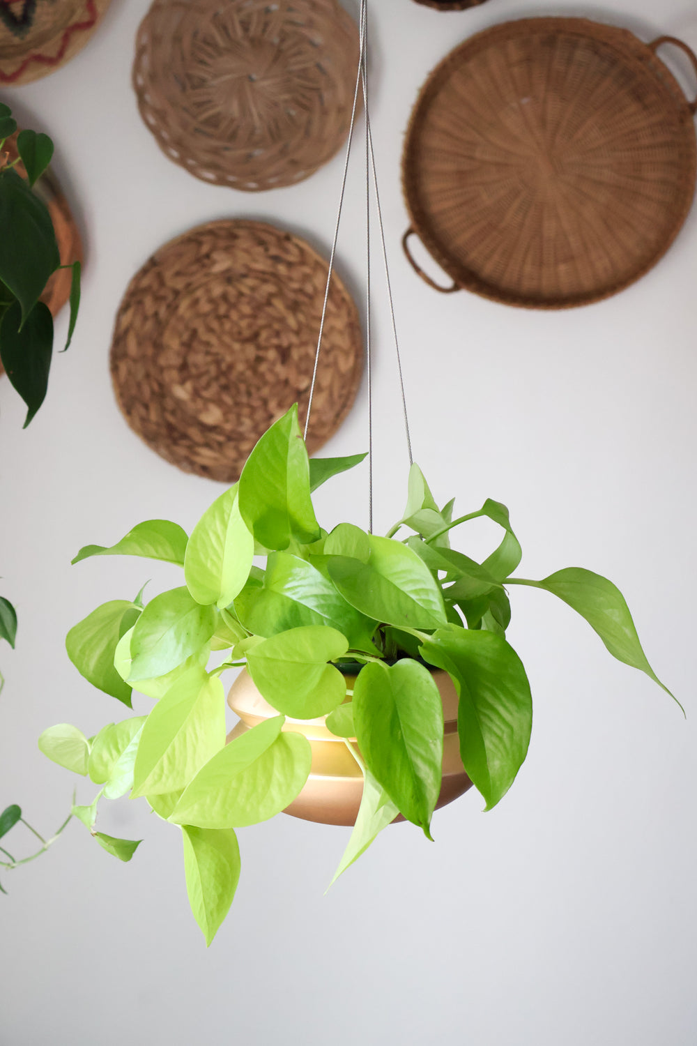Carter + Rose Halo Hanging Planter | Heirloom Boulevard