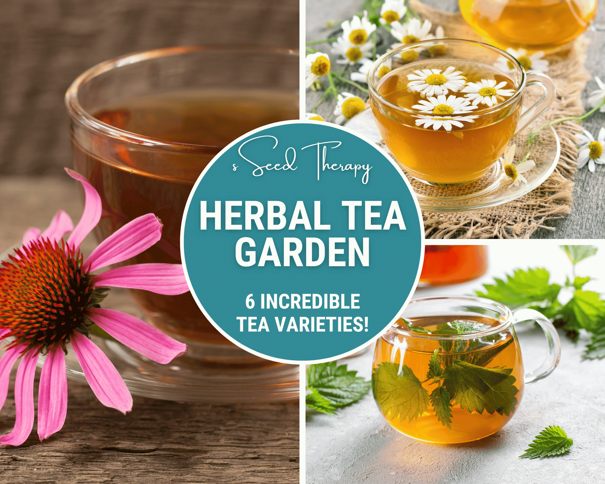 Southern Seeds Herbal Tea Seed Collection – 6 Varieties | Heirloom Boulevard