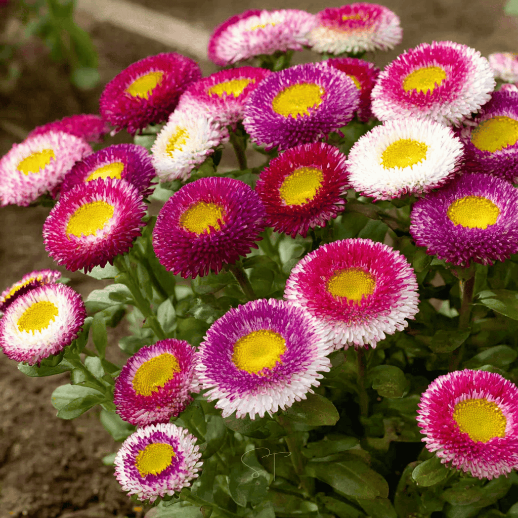 Southern Seeds Pompon Aster – 50 Seeds | Heirloom Boulevard
