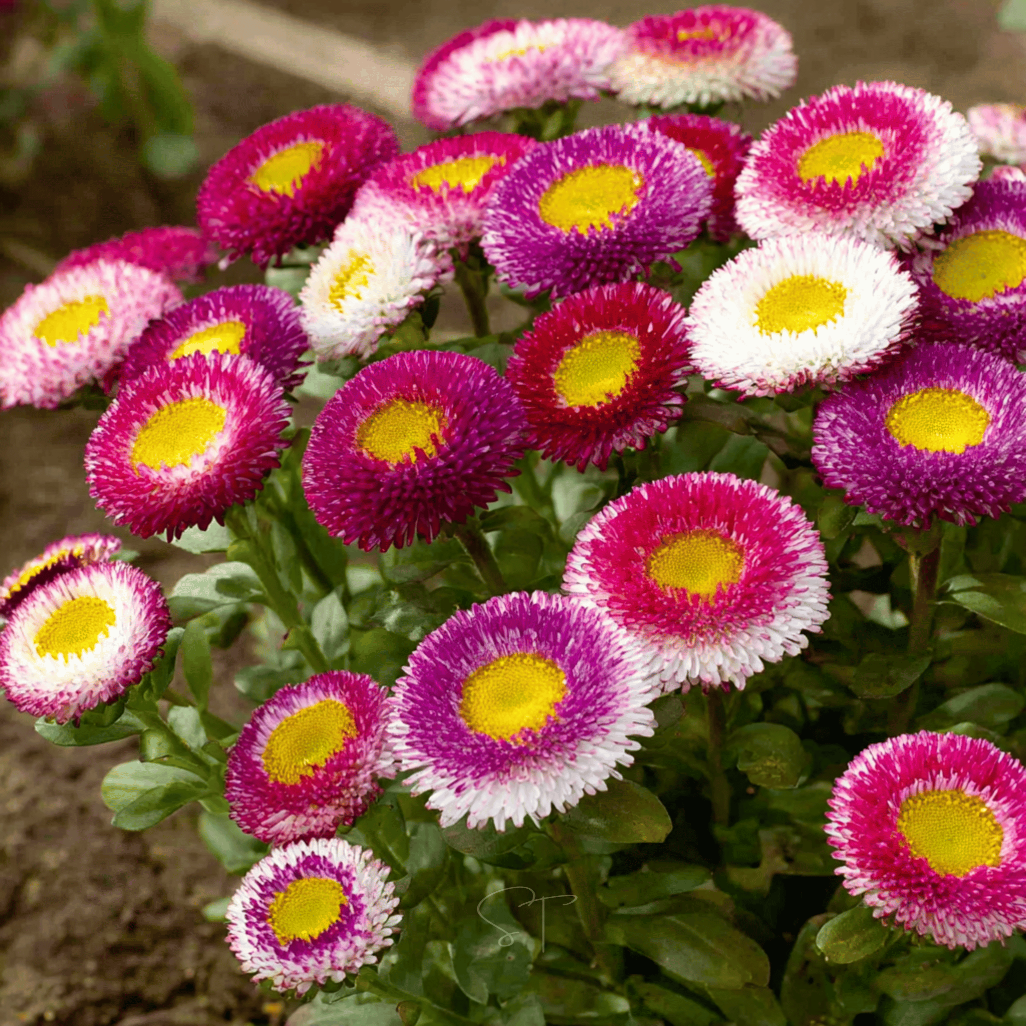 Hi-No-Maru Pompon Aster – 50 Seeds | Heirloom Boulevard
