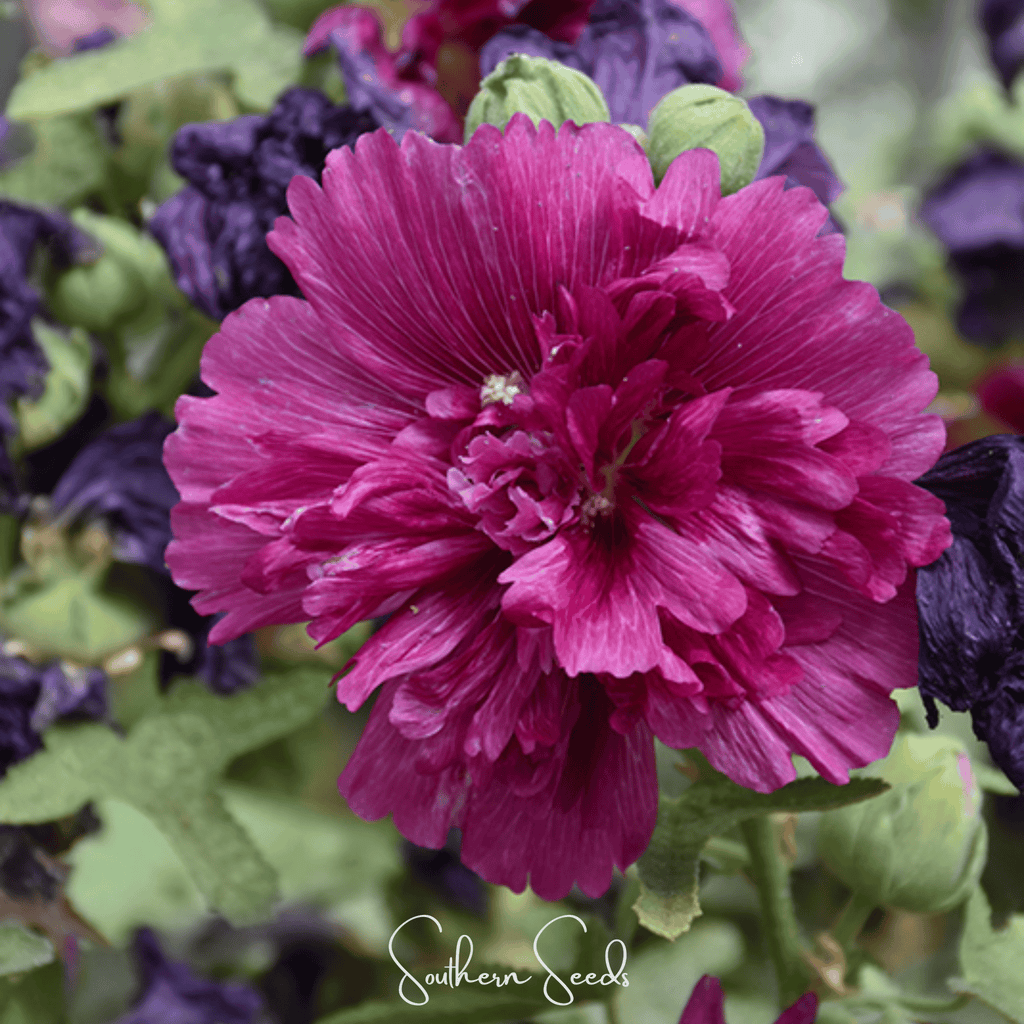 Southern Seeds Queeny Purple Hollyhock – 25 Seeds | Heirloom Boulevard