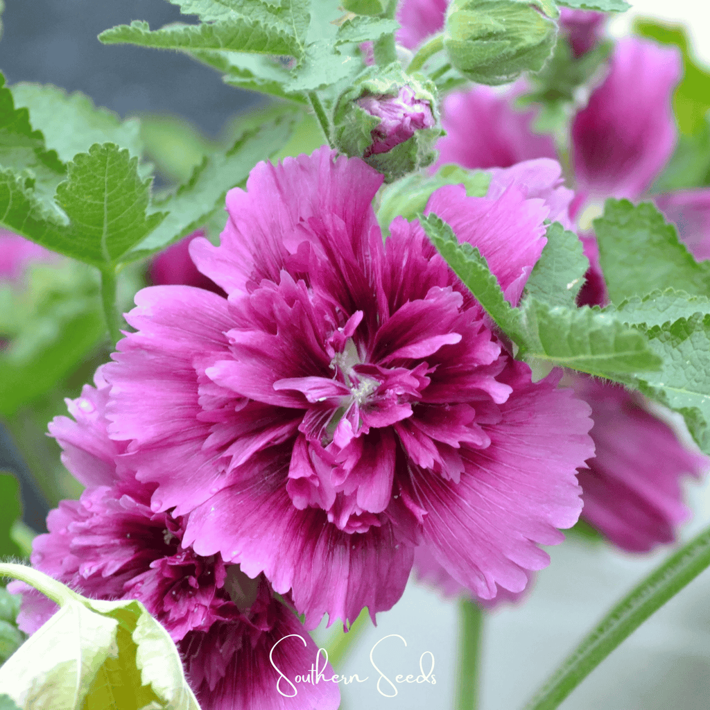 Southern Seeds Queeny Purple Hollyhock – 25 Seeds | Heirloom Boulevard