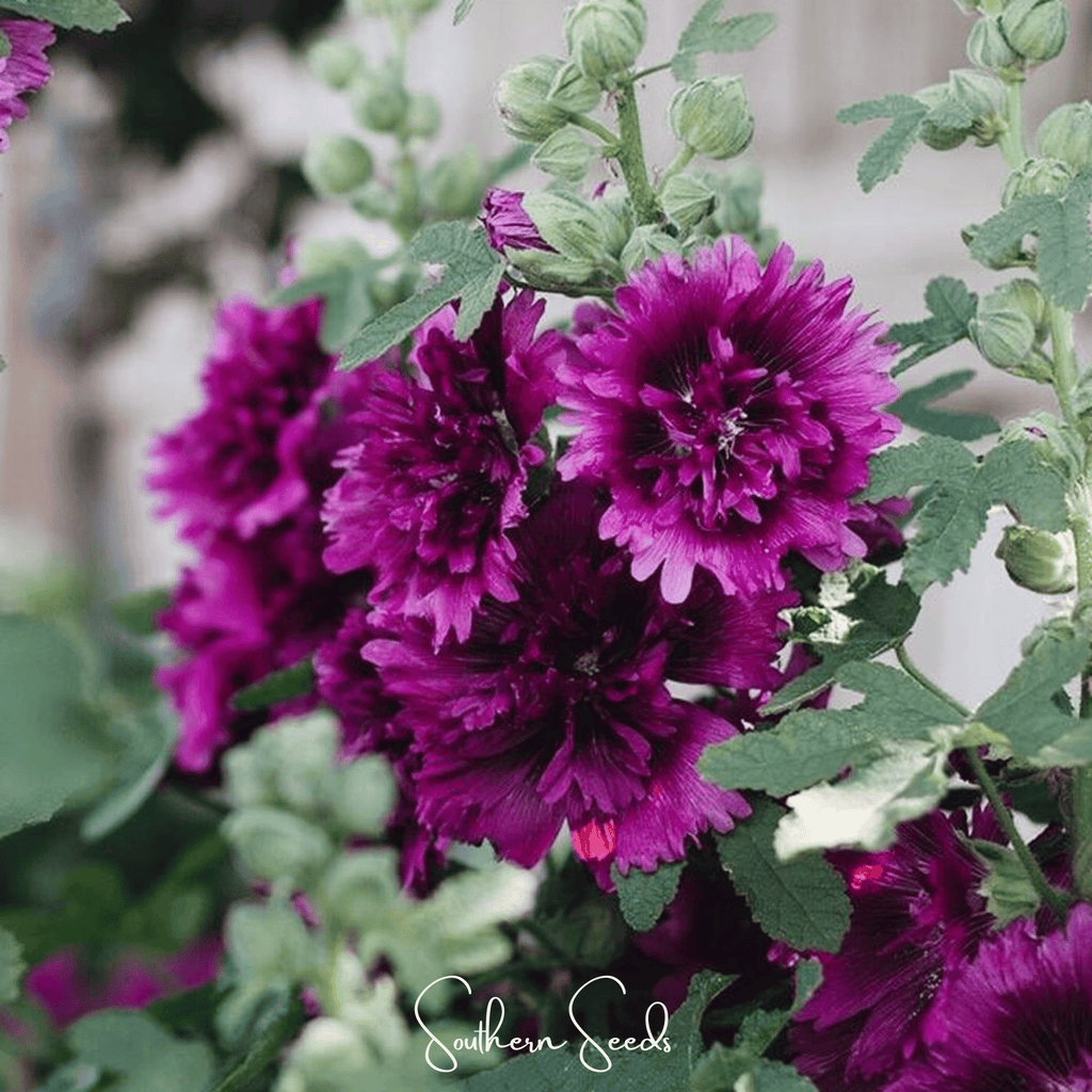 Southern Seeds Queeny Purple Hollyhock – 25 Seeds | Heirloom Boulevard
