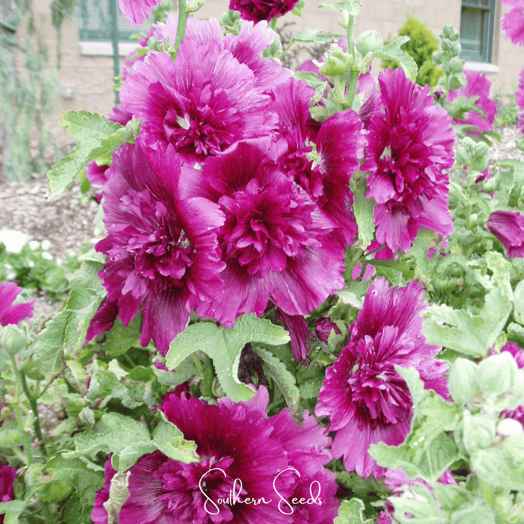 Southern Seeds Queeny Purple Hollyhock – 25 Seeds | Heirloom Boulevard