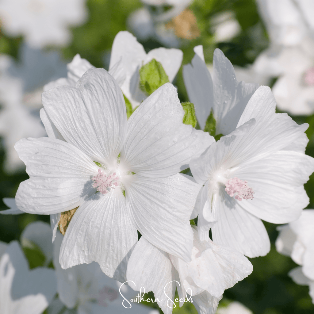 White Hollyhock – 25 Seeds | Heirloom Boulevard