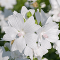 Southern Seeds White Hollyhock – 25 Seeds | Heirloom Boulevard