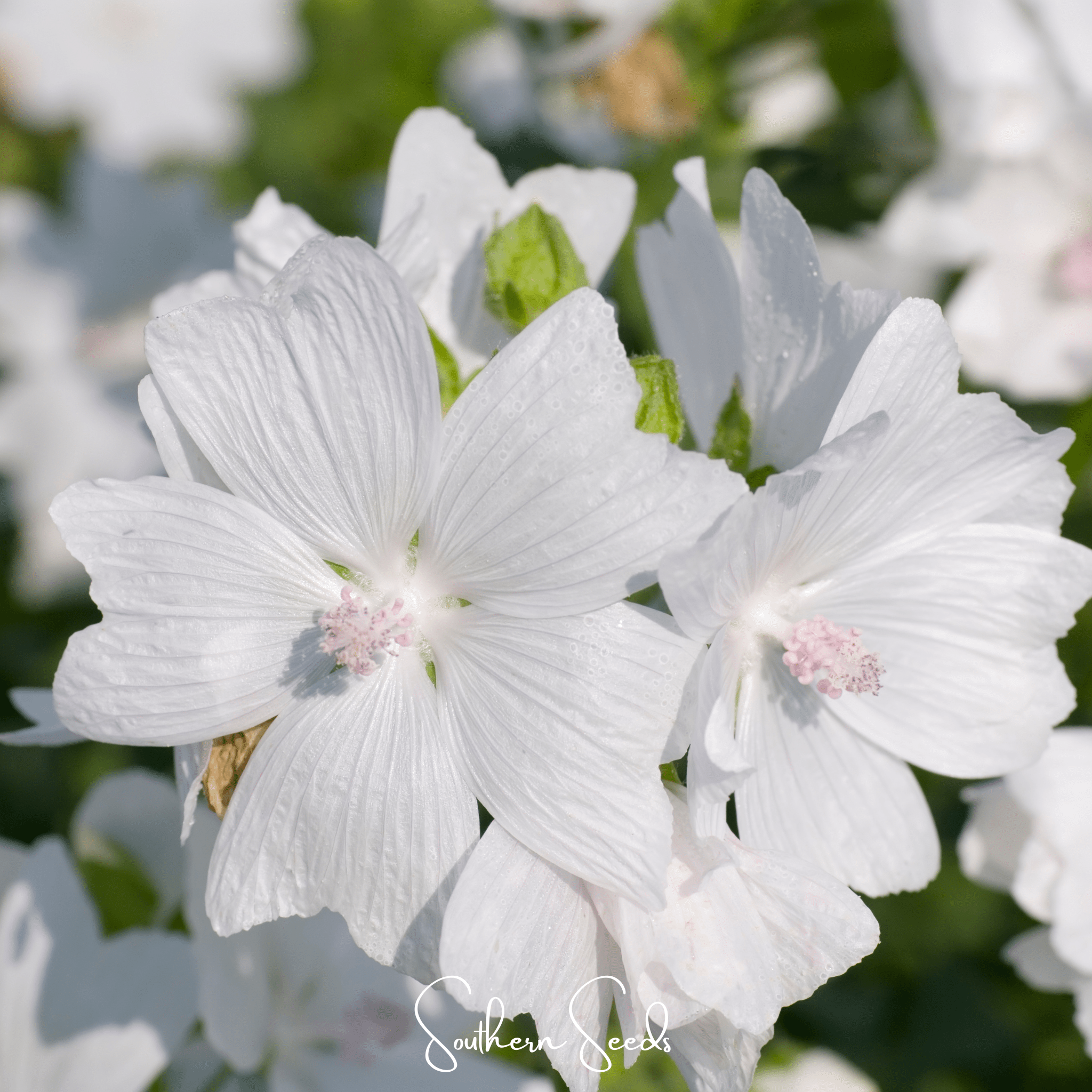 White Hollyhock – 25 Seeds | Heirloom Boulevard