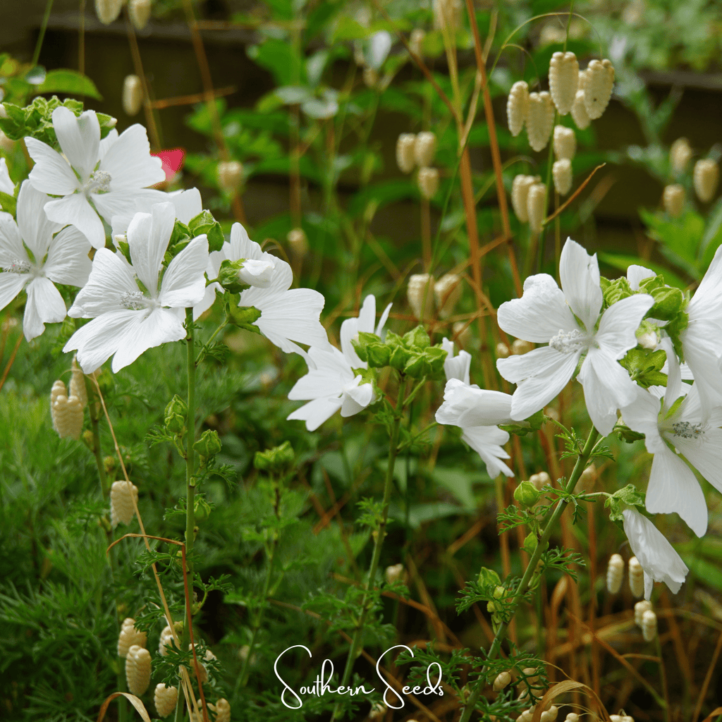 White Hollyhock – 25 Seeds | Heirloom Boulevard